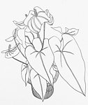 黑白装饰绘画