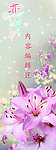 百合 展架