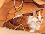 可爱猫咪