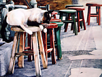 小猫