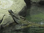 鳄鱼