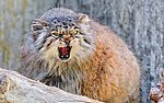 山猫