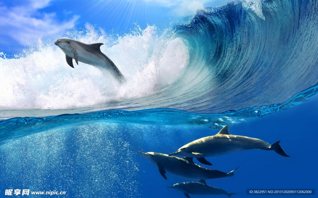 海豚