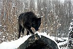 野狼