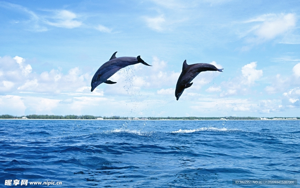 海豚