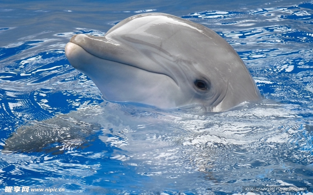 海豚