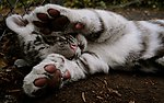 花猫