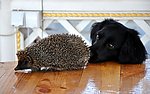 刺猬