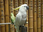 非洲鹦鹉