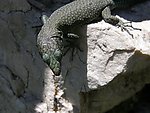 壁虎