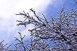 雪松