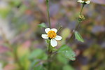 小白花