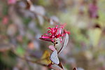 小红花