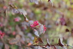 小红花