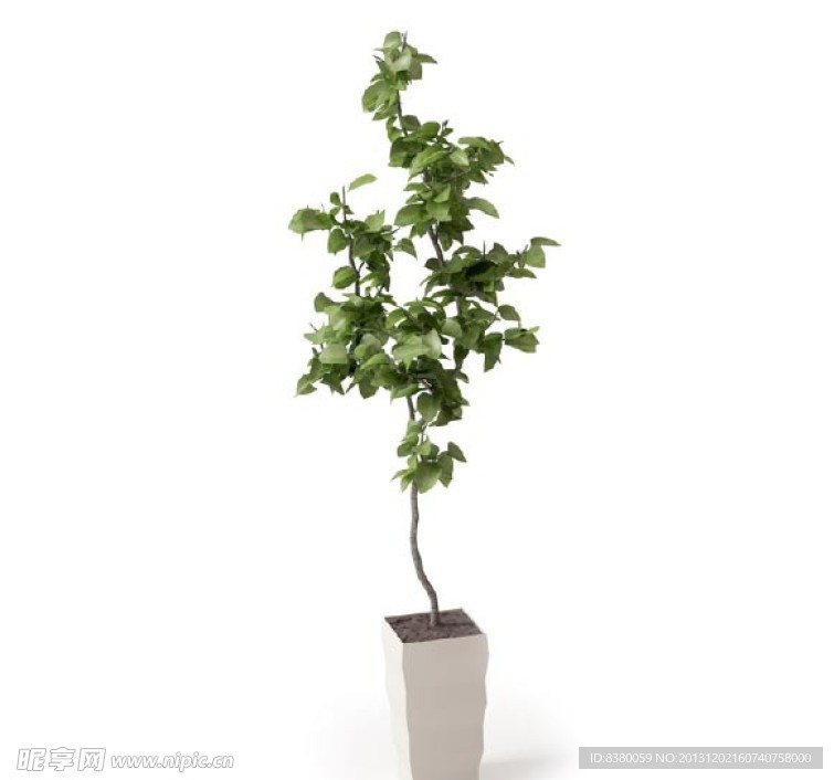 植物
