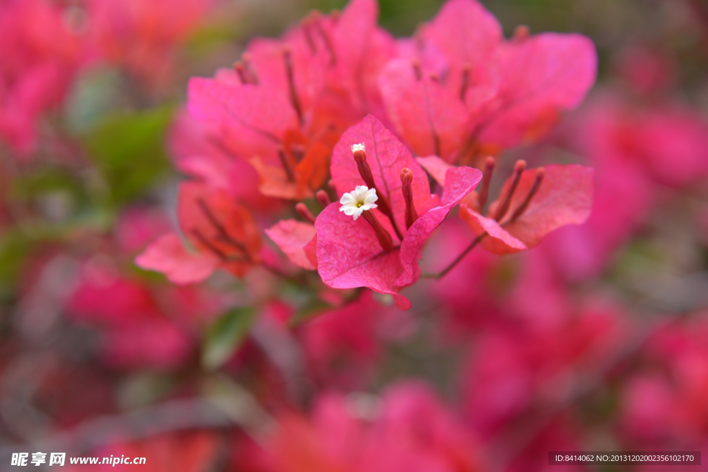 三角梅 花 植物