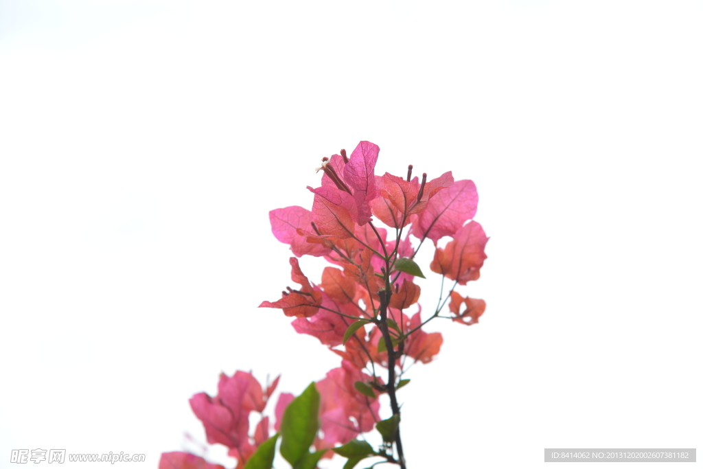 三角梅 花 植物