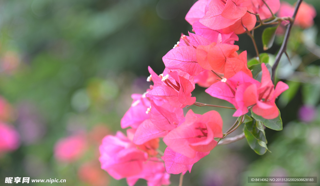 三角梅 花 植物