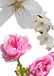 樱花 桃花抠图