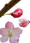 樱花 桃花抠图