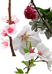 樱花 桃花抠图