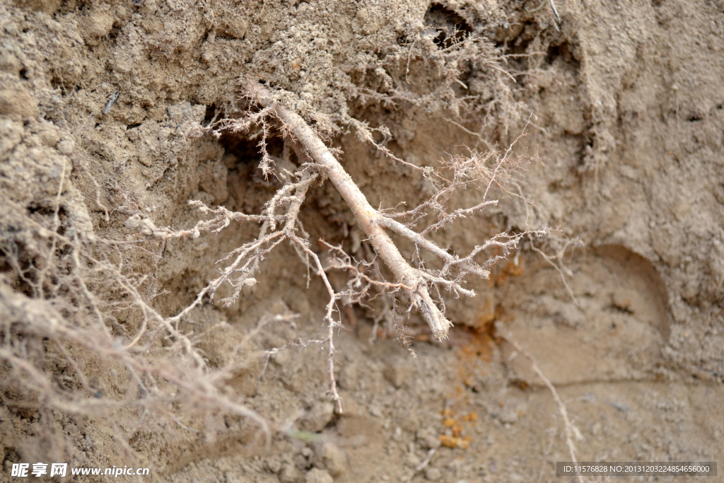 土壤里的根须