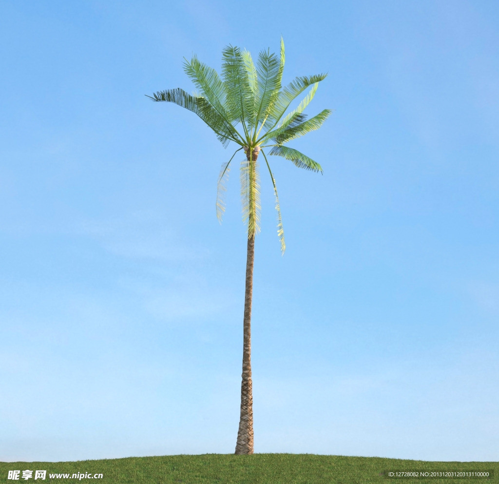 树木模型 高大植物