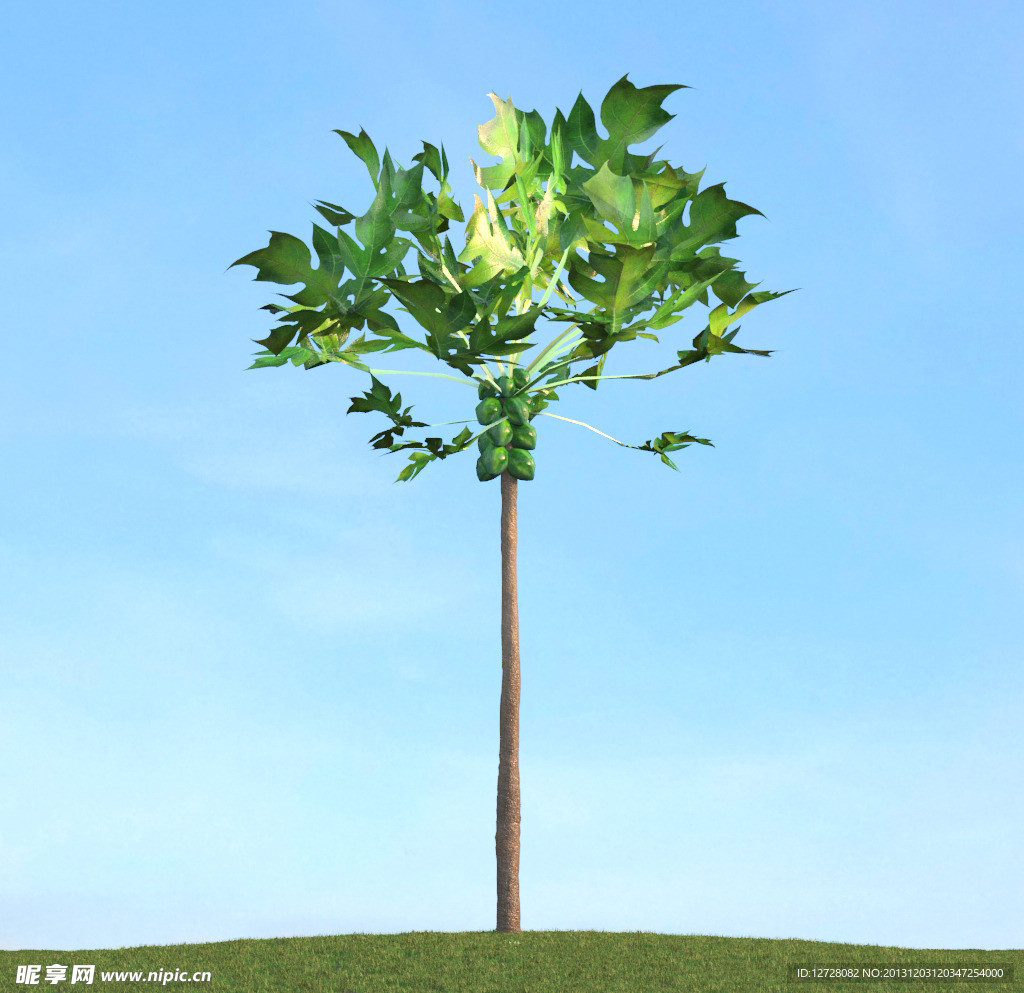 树木模型 高大植物