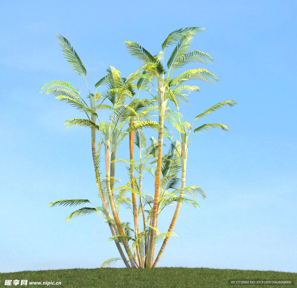 树木模型 高大植物