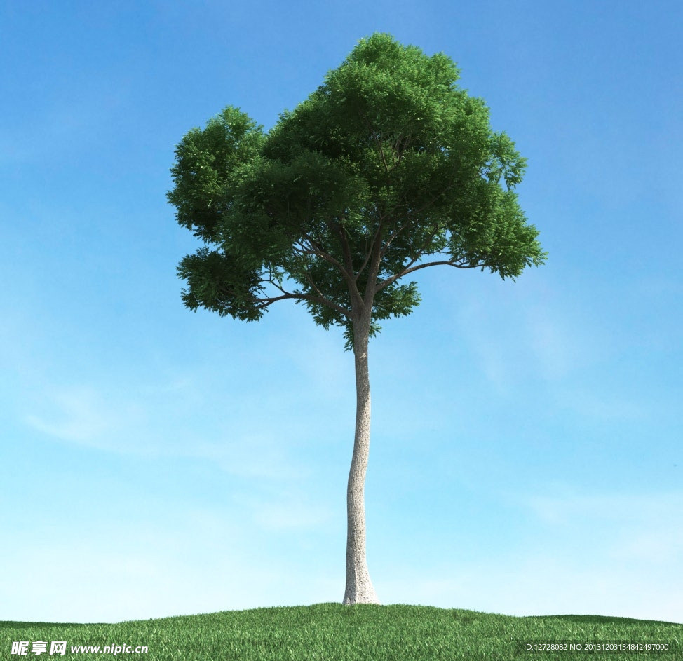 树木模型 高大植物