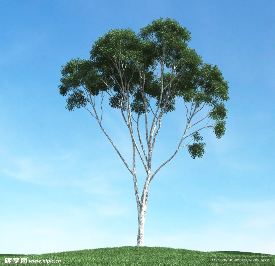 树木模型 高大植物