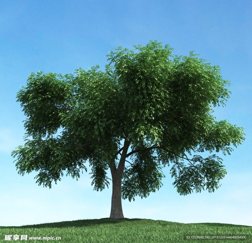 树木模型 高大植物