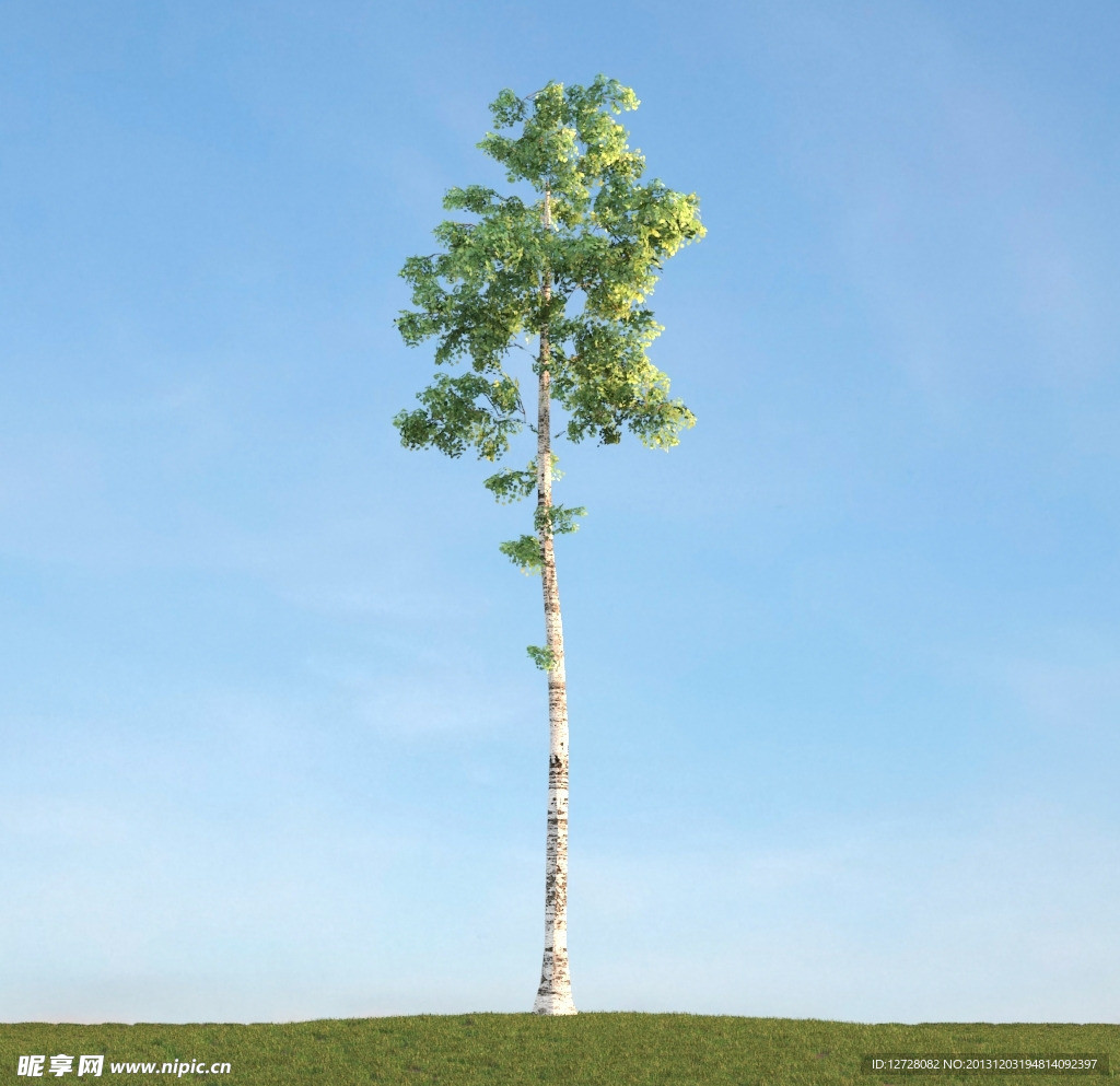 树木模型 高大植物
