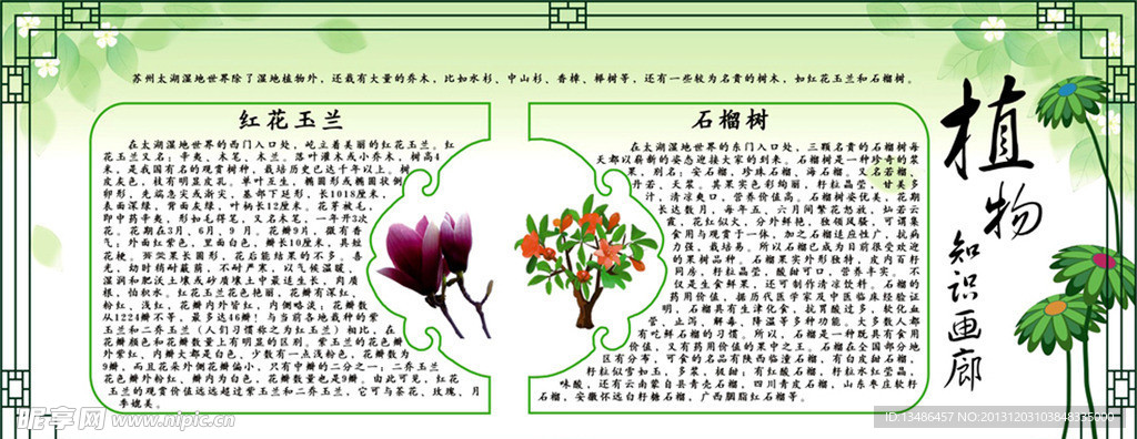 植物知识画廊玉兰石榴