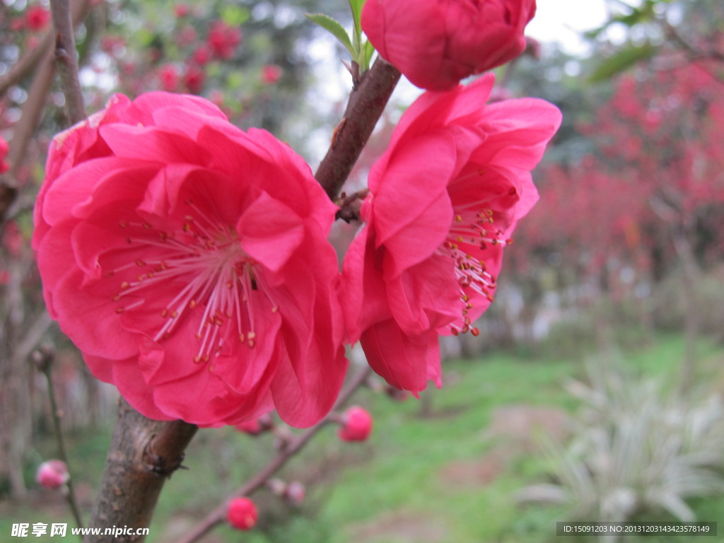 桃花