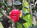 茶花
