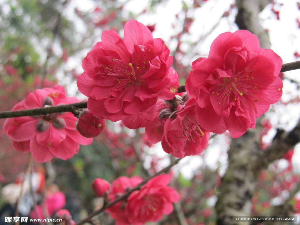 桃花