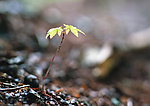 嫩芽