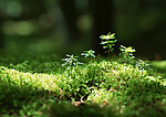 嫩芽