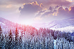 冬季雪景