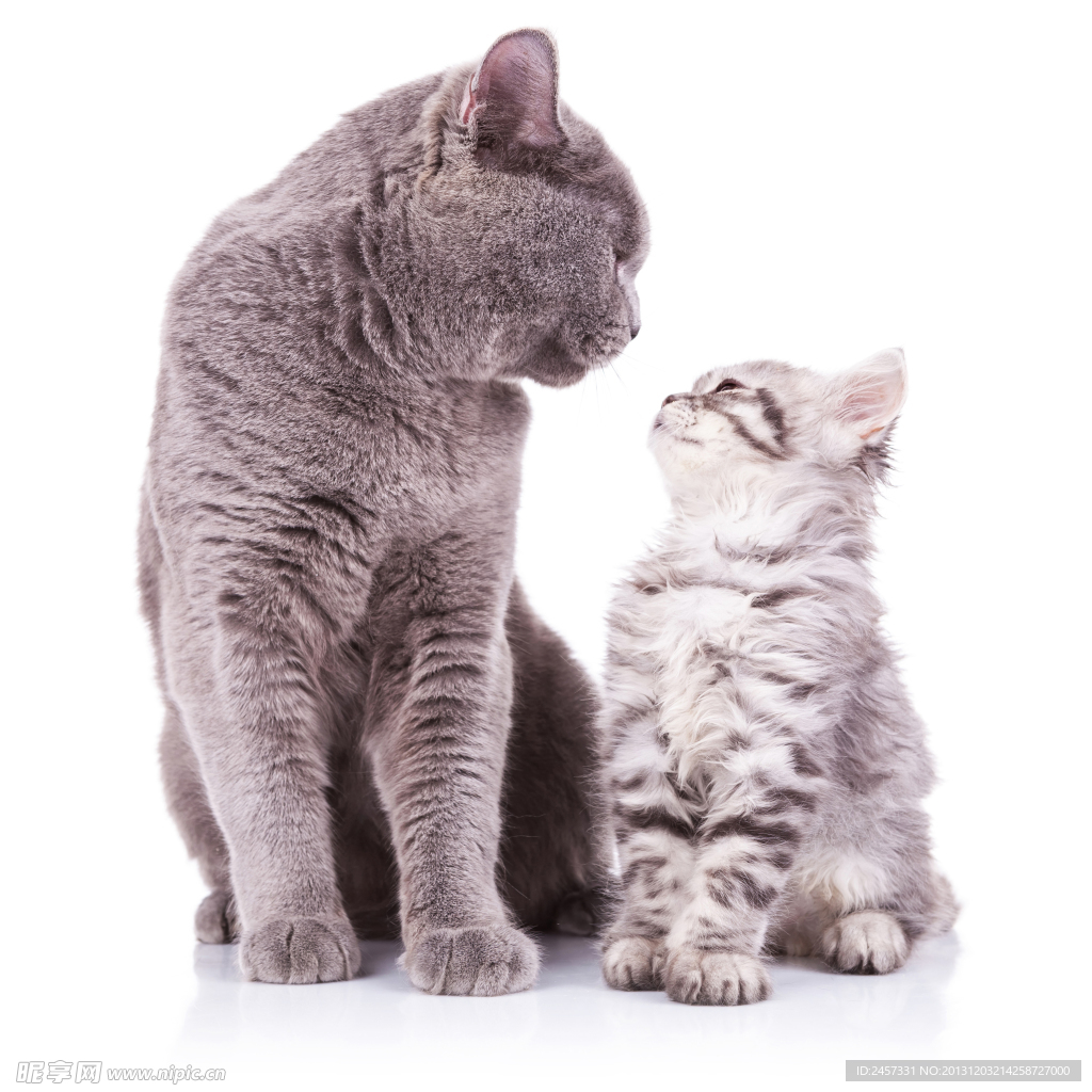 可爱猫咪