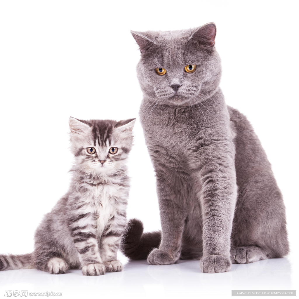 可爱猫咪