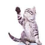 可爱猫咪