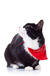 可爱猫咪
