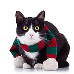可爱猫咪