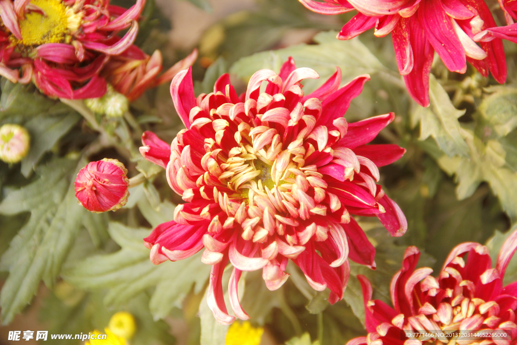 菊花