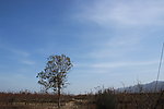枯树