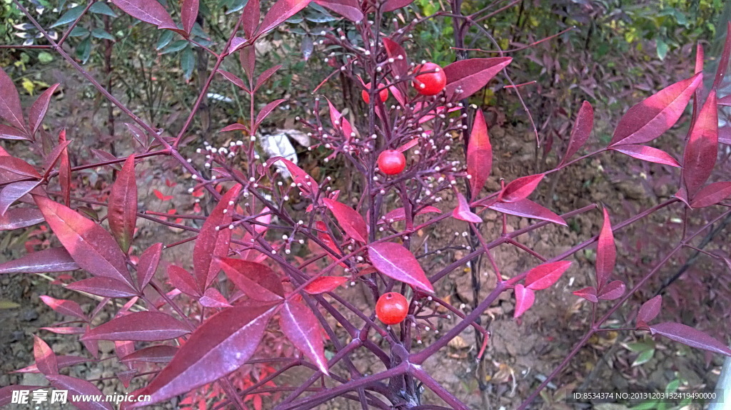 小红果