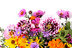 鲜花