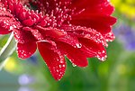 非洲菊